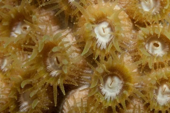 Figure 2. Close-up of great star coral (Montastraea cavernosa) polyps.