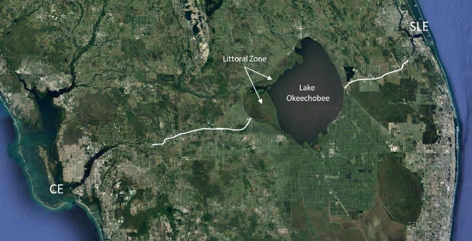 Figure 3. Along the western shoreline of Lake Okeechobee, inside the Herbert Hoover Dike, is a large littoral zone with abundant plants and animals, including endangered species. The white lines trace the manmade canals that release water from the lake to the St. Lucie and Caloosahatchee Estuaries. The canals end at natural rivers that feed these estuaries. Historically, the Caloosahatchee Estuary was connected to the lake, but through wetlands and meandering river channels. There was no historic connection between the lake and the St. Lucie Estuary.