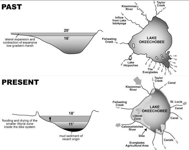 Figure 4. Before Europeans settled in Florida and before the lake had a man-made dike, it sometimes rose to as high as 20 feet above sea level but expanded outward, maintaining shallow-water habitat for fish, birds, and other organisms. Low water levels may have been in the 16-foot range. Today, the water is sometimes as low as 11 feet, but frequently rises above 16 feet and floods the littoral zone with phosphorus-rich waters. At times, water levels have been as high as 18 feet and have caused extensive damage by allowing tremendous wave energy from mid-lake to physically tear up plants in the littoral zone.