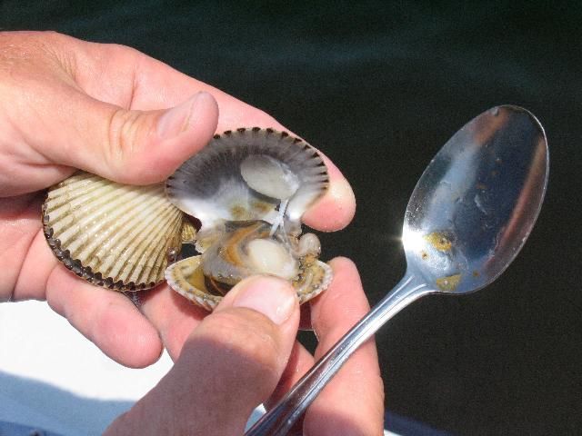 A spoon or butter knife can be used to clean scallops.