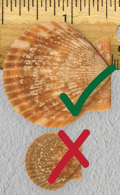To make sure your scallop is large enough to keep, measure the shell from top to bottom.