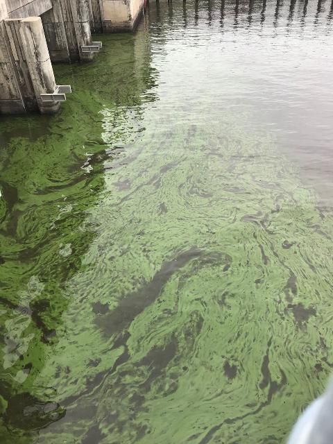 Figure 1. A blue-green algae, or cyanobacteria, bloom at Port Mayaca, June 2018.