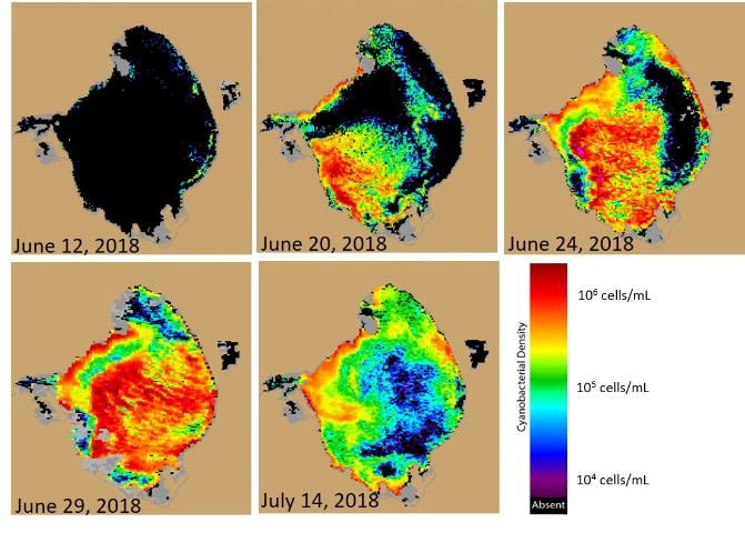 Figure 3. Satellite imagery showing the progression of cyanobacteria concentration in Lake Okeechobee. Scale bar shows the cell concentration in cells/mL where cool colors represent lower concentrations and warm colors show high concentration. Black indicates no bloom, gray is clouds or no data, and brown is land.