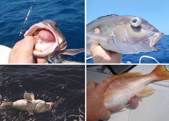 Catch and Release Fishing - Florida Sea Grant