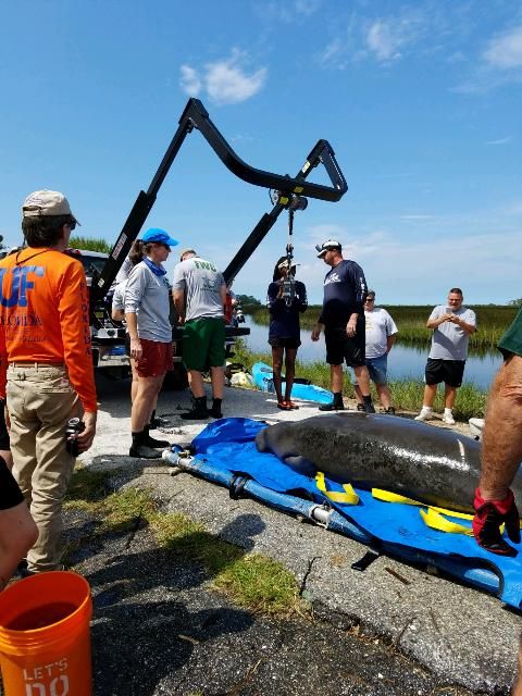 Figure 5. Rescue teams have specialized equipment that they can bring to stranding sites to better assess the health of a sick or injured animal. In this photo, FWC biologists and UF veterinary staff work together to obtain the weight of this manatee, Shamrock.