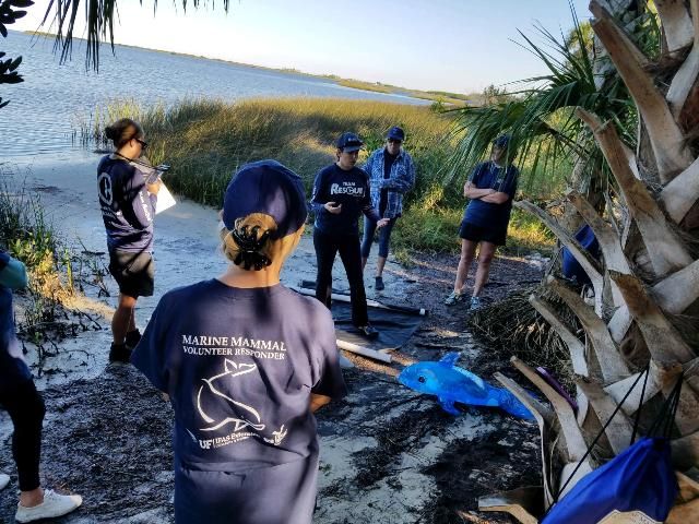 Figure 3. Local volunteers in Hernando County work with Clearwater Marine Aquarium biologists on marine mammal stranding response and rescue skills. Once certified, volunteers are called to assist and are often the first responders on site.