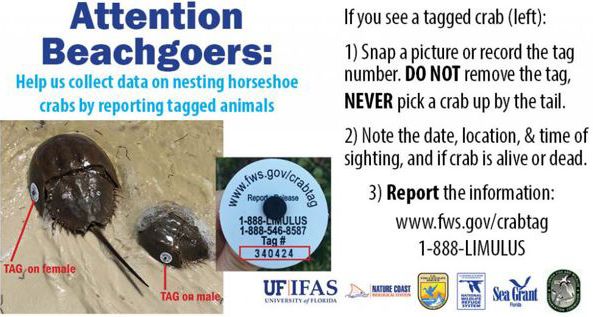 Figure 3. Instructions for reporting a tagged horseshoe crab.