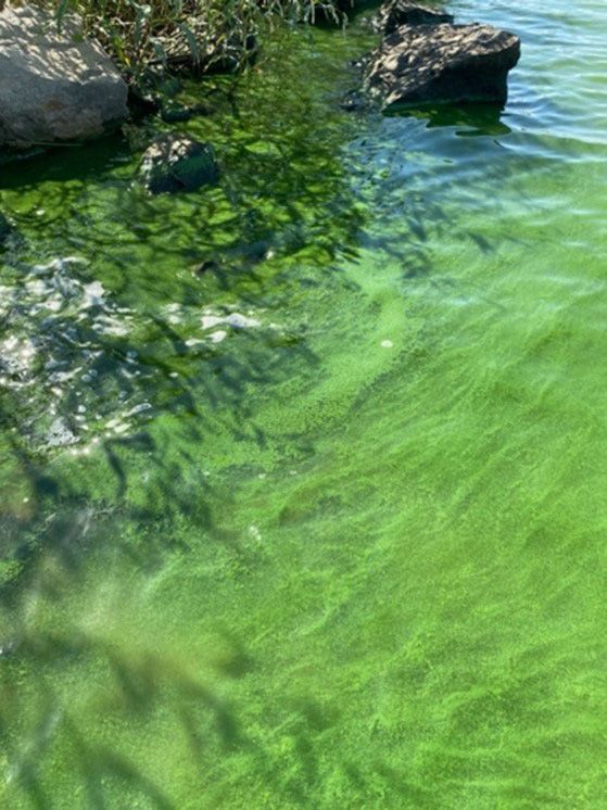 Imagen aérea de una floración de cianobacterias (algas verdeazuladas) en un lago.