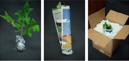 Figure 1. Proper sample packaging involves separating roots and soil from the rest of the plant before the plant is carefully wrapped and boxed.