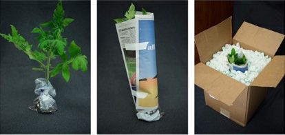 Figure 1. Proper sample packaging involves separating roots and soil from the rest of the plant before the plant is carefully wrapped and boxed.