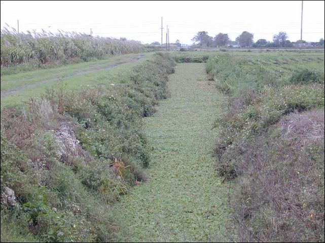 Figure 7. Aquatic weed coverage of an EAA drainage canal.