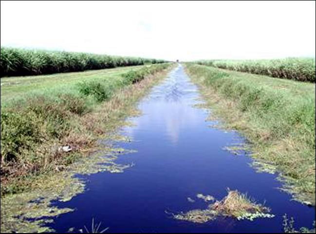 Figure 10. Stabilization of canal banks with vegetation.