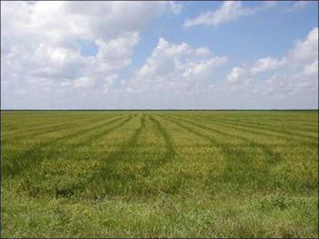 Figure 8. Cover crop of rice stops soil erosion and subsidence.