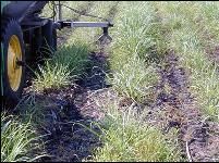 Band application of P fertilizer increases P use efficiency by the crop.