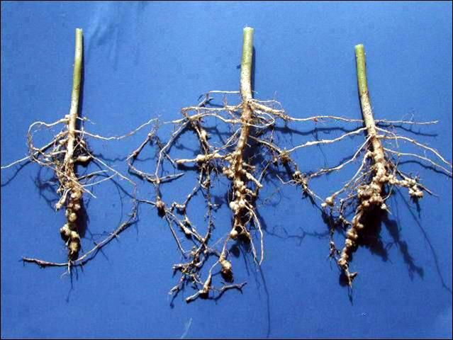 Figure 5. Okra roots affected by root-knot nematode infestation. Cover crops, especially sunn hemp, can decrease nematode infestations, providing better root-growing characteristics for subsequent vegetable crops.
