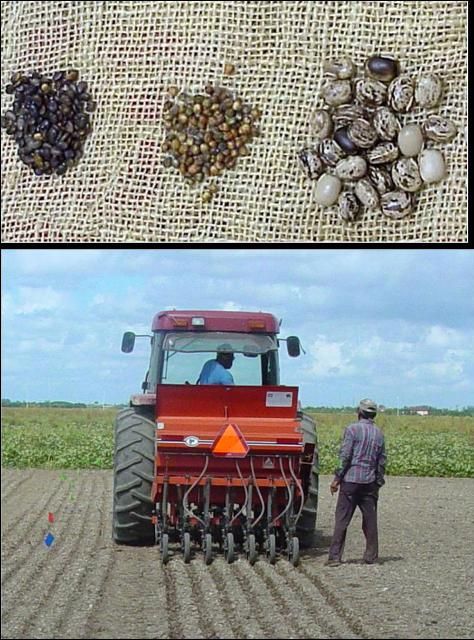 Figure 9. Plants, seeds (large size), and a planter for Velvetbean (Mucuna deeringiana). Top photo shows seeds of Sunn hemp, sorghum-sudangrass, and velvetbean from left to right.