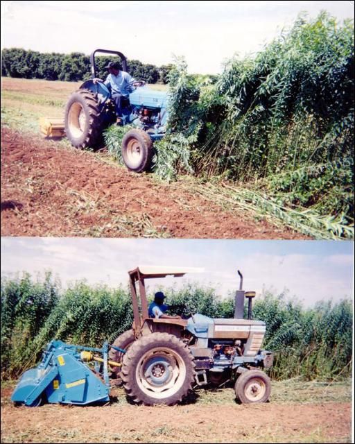 Figure 2. Cover crop being used as a green manure. This crop, Sunn hemp, is being cut (top photo) and rototilled (bottom photo) into the soil.