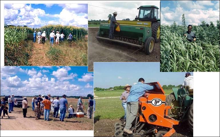 UF/IFAS Cover Crop Field Days where growers and other interested parties are able to discuss crop management, weed and pest-control options, and equipment requirements with the researchers and Extension state and county faculty members.
