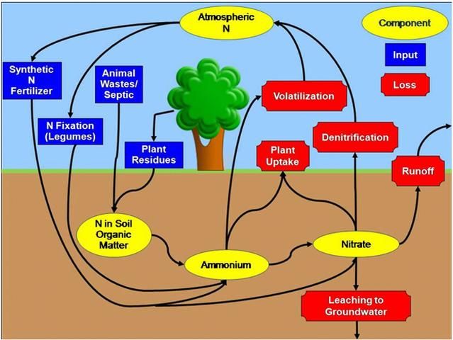 The nitrogen cycle.