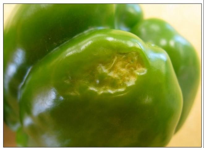 SL 284/SS497: Blossom-End Rot in Bell Pepper: Causes and Prevention