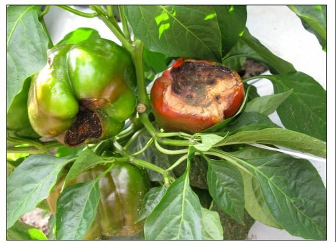 Figure 3. Advanced BER symptoms on pepper fruits on the plant showing premature coloration.