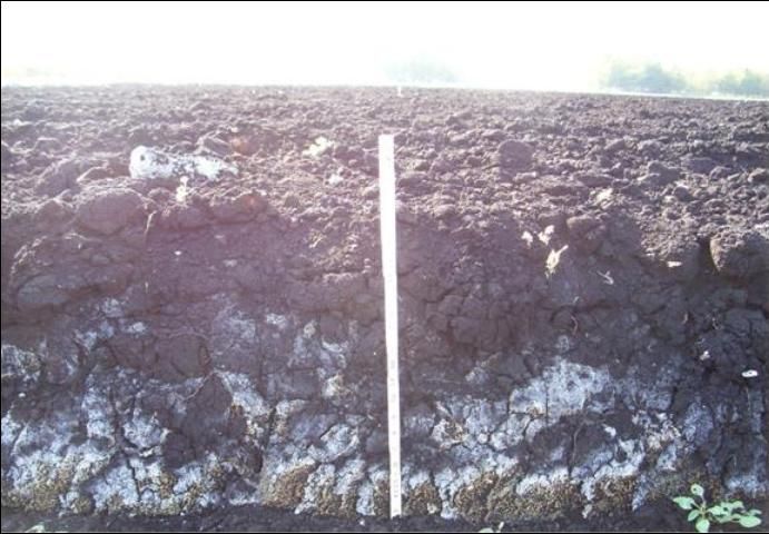 Figure 1. Limestone (calcium carbonate) bedrock and its incorporation into the surface soil by tillage. The picture shows an example of the Dania soil series, which are distinguished by their shallow depth.