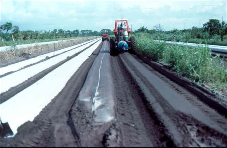 Figure 1. The combination of raised-beds with methyl bromide fumigation and polyethylene mulch has been a standard vegetable production system in Florida.