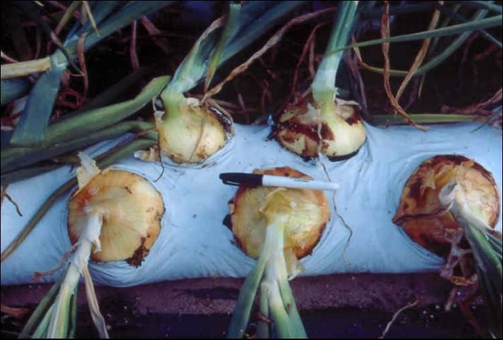 Figure 14. Sweet onion production in perlite-filled lay-flat bags.