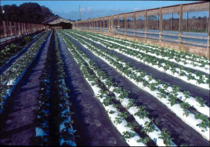 Figure 10. Continuous-filled perlite bags for commercial strawberry production.
