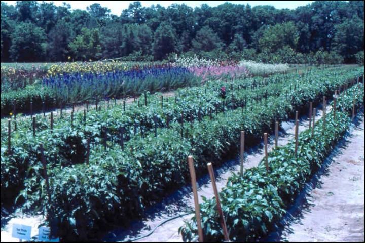 Figure 12. Tomato production in outdoor soilless culture.