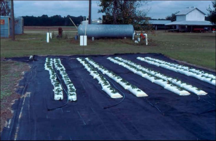 Figure 8. Using black nursery cloth on which to place perlite-filled lay-flat bags for strawberries.