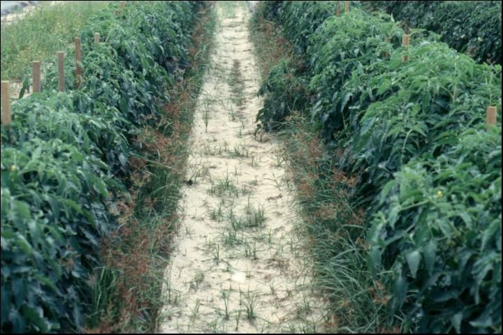 Figure 2. Fields with nutgrass will be a challenge for developing alternative fumigation systems to replace methyl bromide.