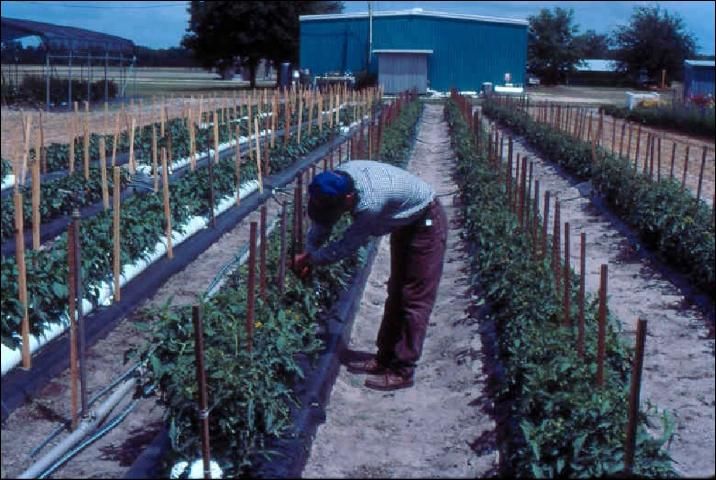 Figure 6. Level, sandy field, with minimal perennial weed problems is ideal for outdoor soilless culture on polyethylene mulched beds.