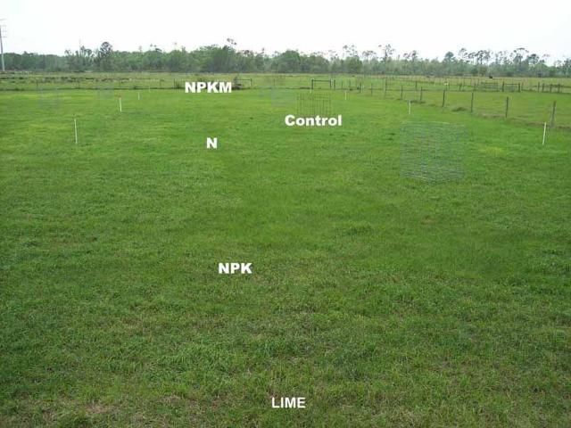 Figure 3b. Figure 3. Spring color of bahiagrass sod on pasture B in 2002 as affected by the interaction of lime and N fertilizer treatment. Note that the control, which received no N, is green even without lime application (a), but with lime application sod is green under all fertilizer treatments (b).