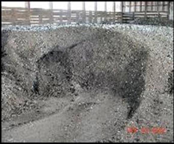 Figure 11. Poultry manure stored in a covered stack composting barn.