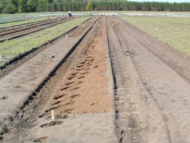 Figure 4. Poultry manure (litter) being applied in research plots to determine manure mineralization rates and crop response to rates of manure. The manure will be incorporated in the soil with drip irrigation and polyethylene mulch applied to the beds to grow vegetables.