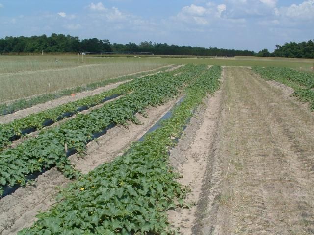 Figure 5. Responses of muskmelon to rates of manure; foreground is recommended rate of fertilizer from manure; behind are plants with no fertilizer.