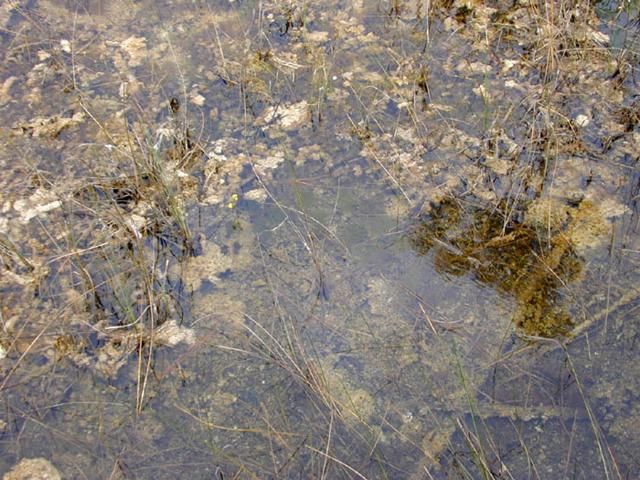 Figure 1. Periphyton in the Everglades.