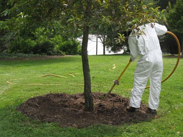 Figure 5. An air tilling tool can be used to loosen the soil around existing tree or shrub roots.