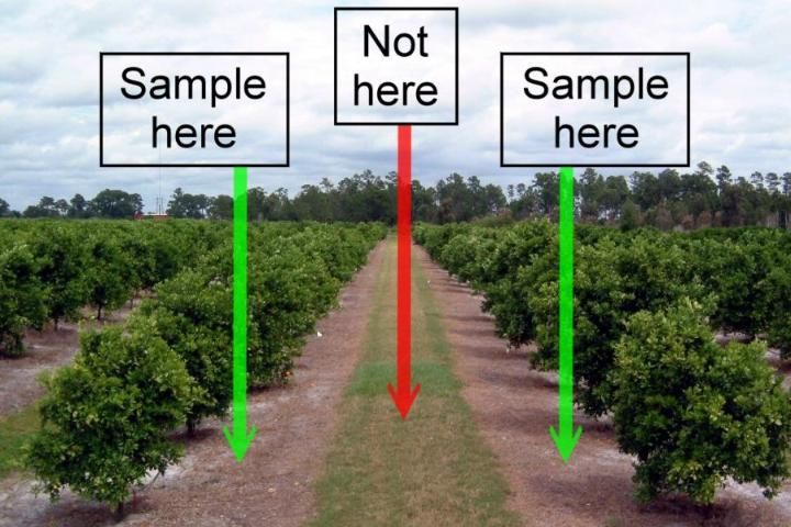 Figure 6. Sample soil near the dripline of the trees, not in the middle of the row.