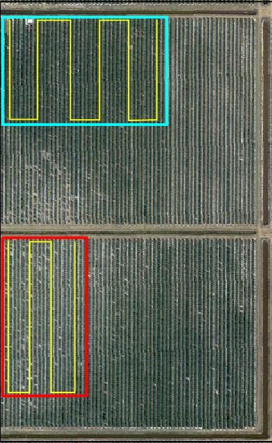 Figure 8. Example of soil and leaf tissue sampling locations using the management zone method. The grove zone area delineated by the blue rectangle is a productive area, while the one delineated by the red rectangle is a weak area. The yellow zigzag line denotes the sampling pattern within each management zone.