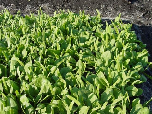 Figure 5. Baby spinach growing in the muck soils of the Everglades Agricultural Area.