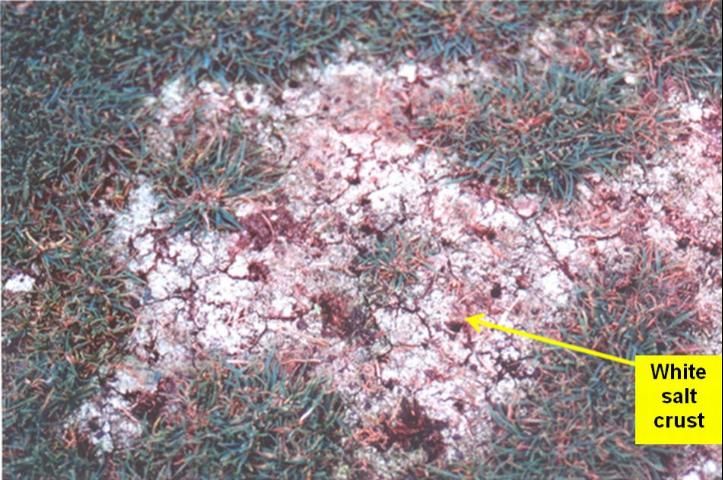 Figure 6. Salt crust on putting green (Poa annua) irrigated with moderately saline reclaimed water in southern California.