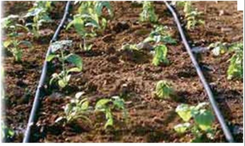 Figure 2. Drip irrigation with reclaimed water.