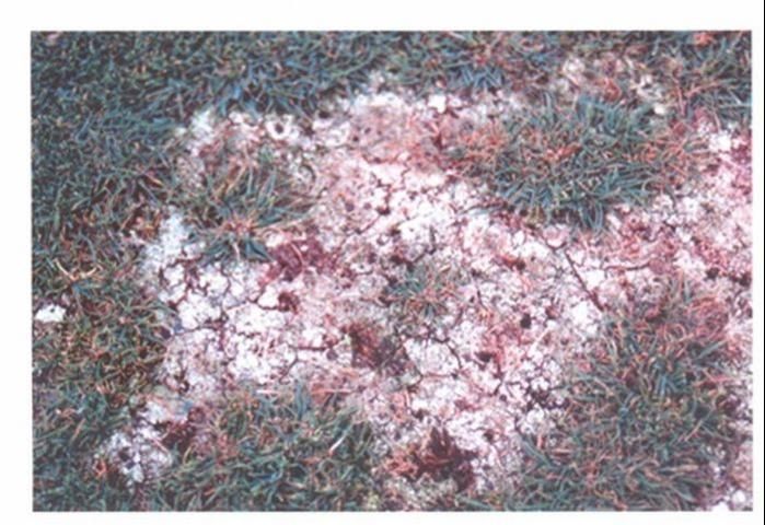 Figure 1. White surface crust on soil with high salt accumulation.