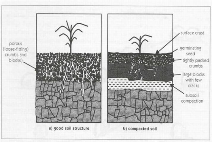 Figure 2. (a) Good soil structure encourages a porous soil with good water infiltration and gas exchange. (b) Under high-sodium conditions, soil structure is dimished, a surface crust forms, and plant-rooting depth decreases.