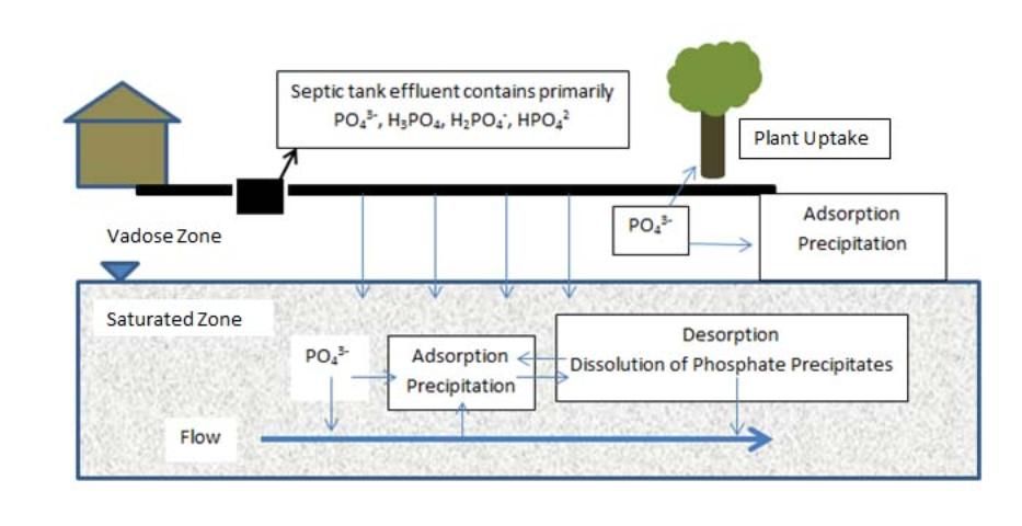 Figure 1. Fate and transport of phosphate (PO43-) in a septic system. Most adsorption and precipitation reactions of phosphate are complete by the time the septic tank effluent reaches the water table. Thus, understanding how phosphate moves in the drain field is the key to determining the ultimate fate of phosphate from septic systems.