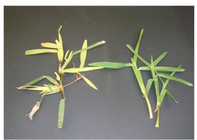 Figure 2. Iron deficiency in St Augustinegrass.