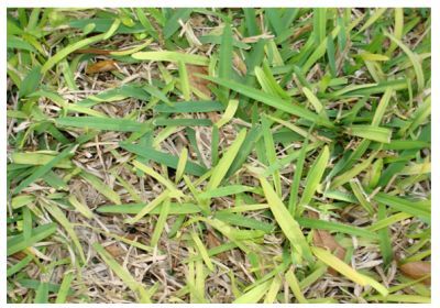 Figure 3. Yellowing of St. Augustinegrass turf under iron deficiency.