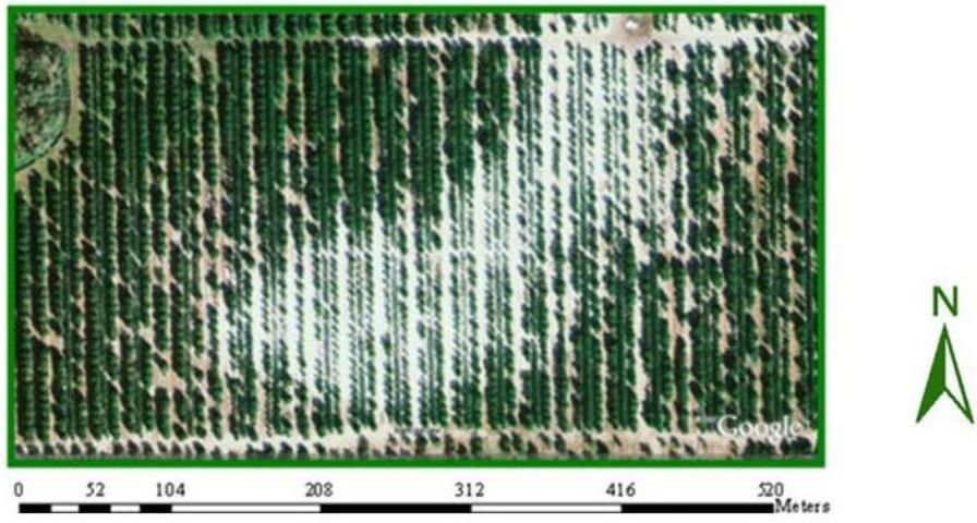 Figure 1. Aerial photograph of a Florida citrus grove showing the spatial variability of tree growth.